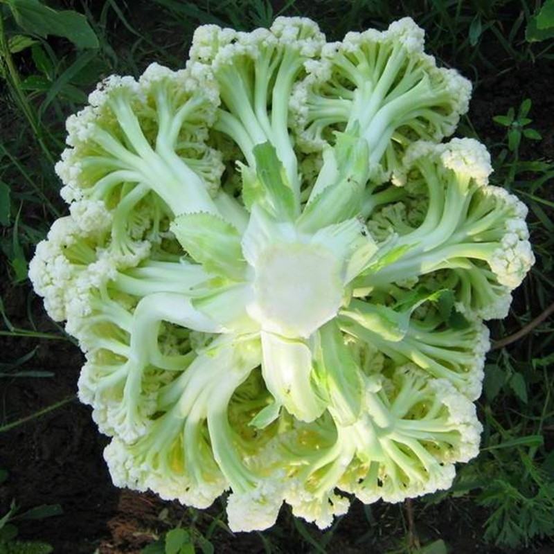 松花菜菜花有机花新鲜花菜产地供应保质保量欢迎订购