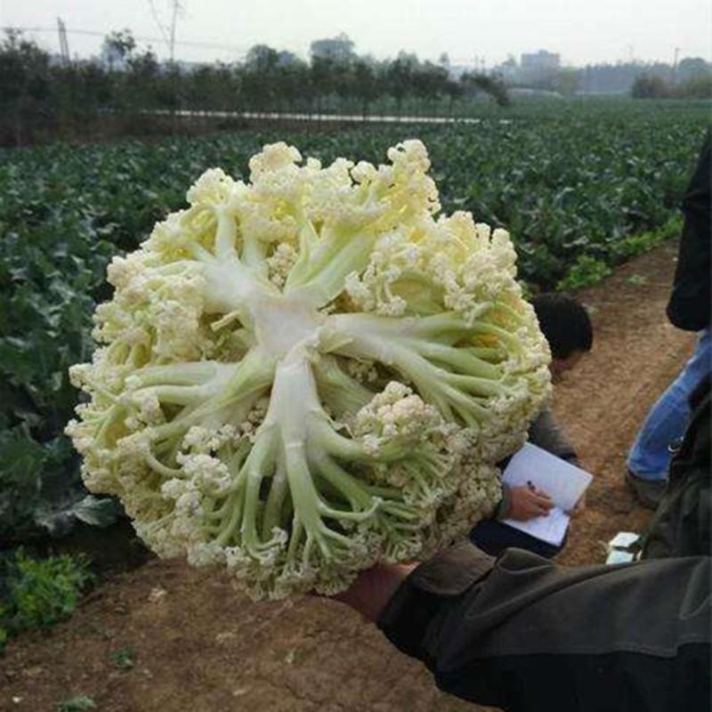 松花菜菜花有机花新鲜花菜产地供应保质保量欢迎订购