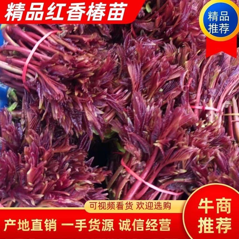 红油椿香椿，二郎红香椿，大竹香椿芽红油香椿