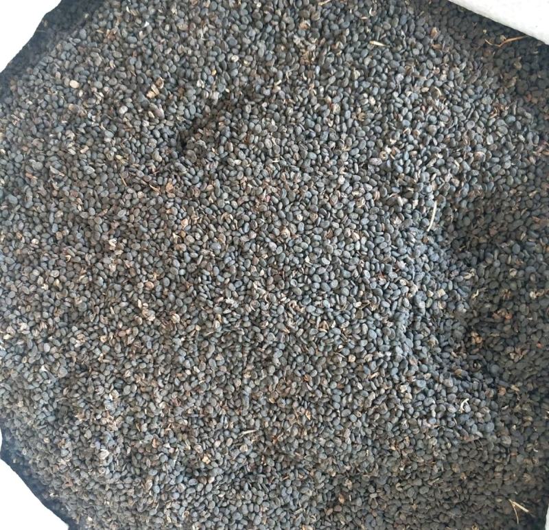 振兴药材批发供应补骨脂规格齐全产地直供一手货源全国发货