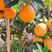脐橙橙子柑橘产地直供看货论价保质保量欢迎订购
