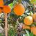 脐橙橙子柑橘产地直供看货论价保质保量欢迎订购