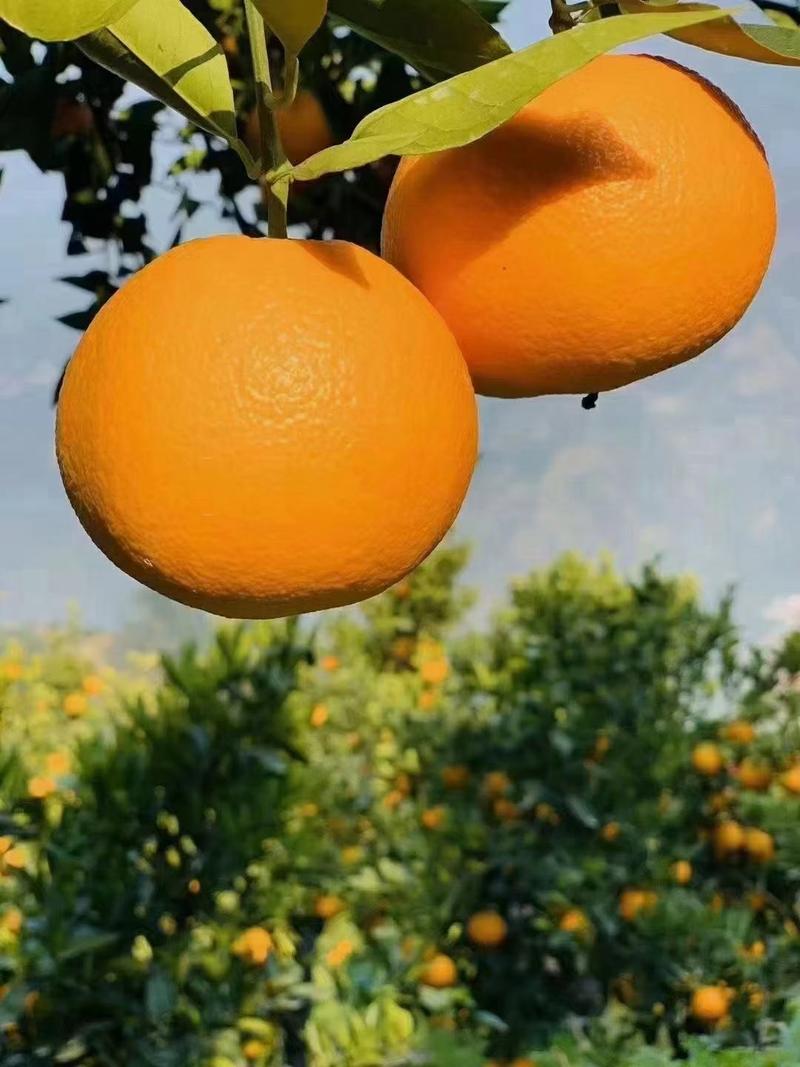 精品伦晚脐橙橙子柑橘产地直发保质保量欢迎订购