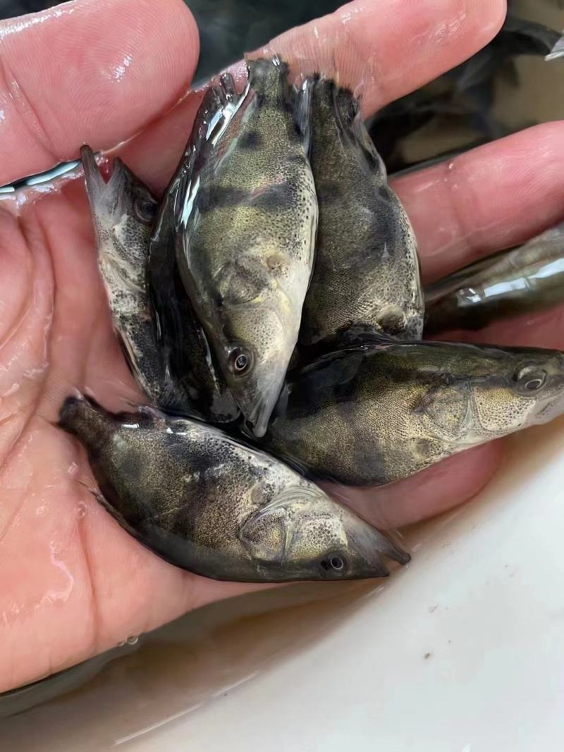 桂花鱼苗*鳜鱼苗*鱼场直销全国发货欢迎进店咨询
