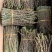 铁皮石斛，6号品种鲜条，基地直销，大量批发