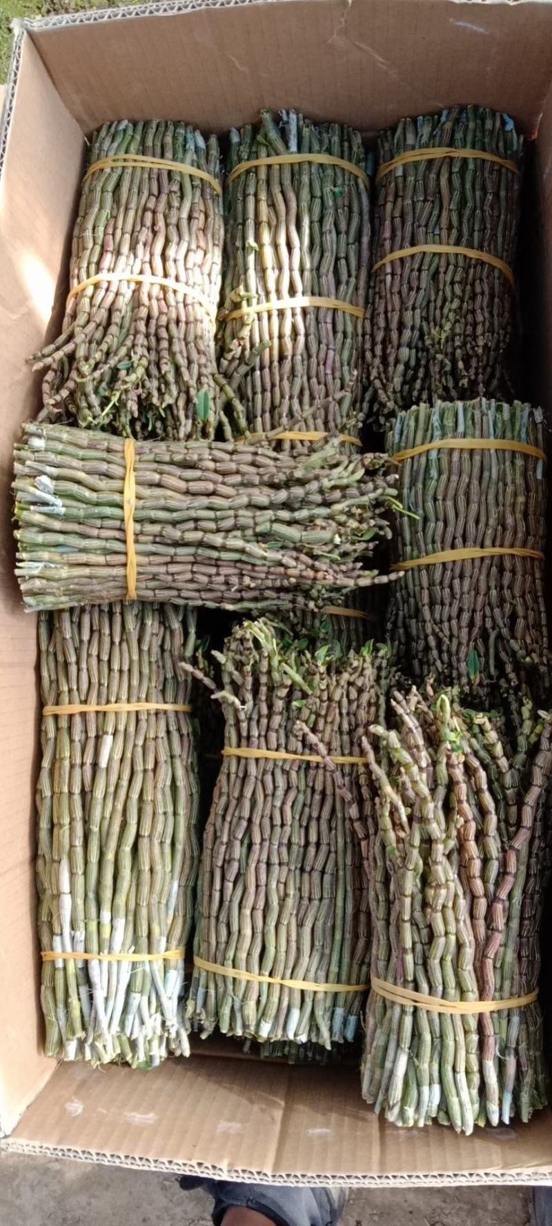 铁皮石斛，6号品种鲜条，基地直销，大量批发