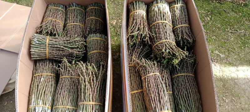 铁皮石斛，6号品种鲜条，基地直销，大量批发