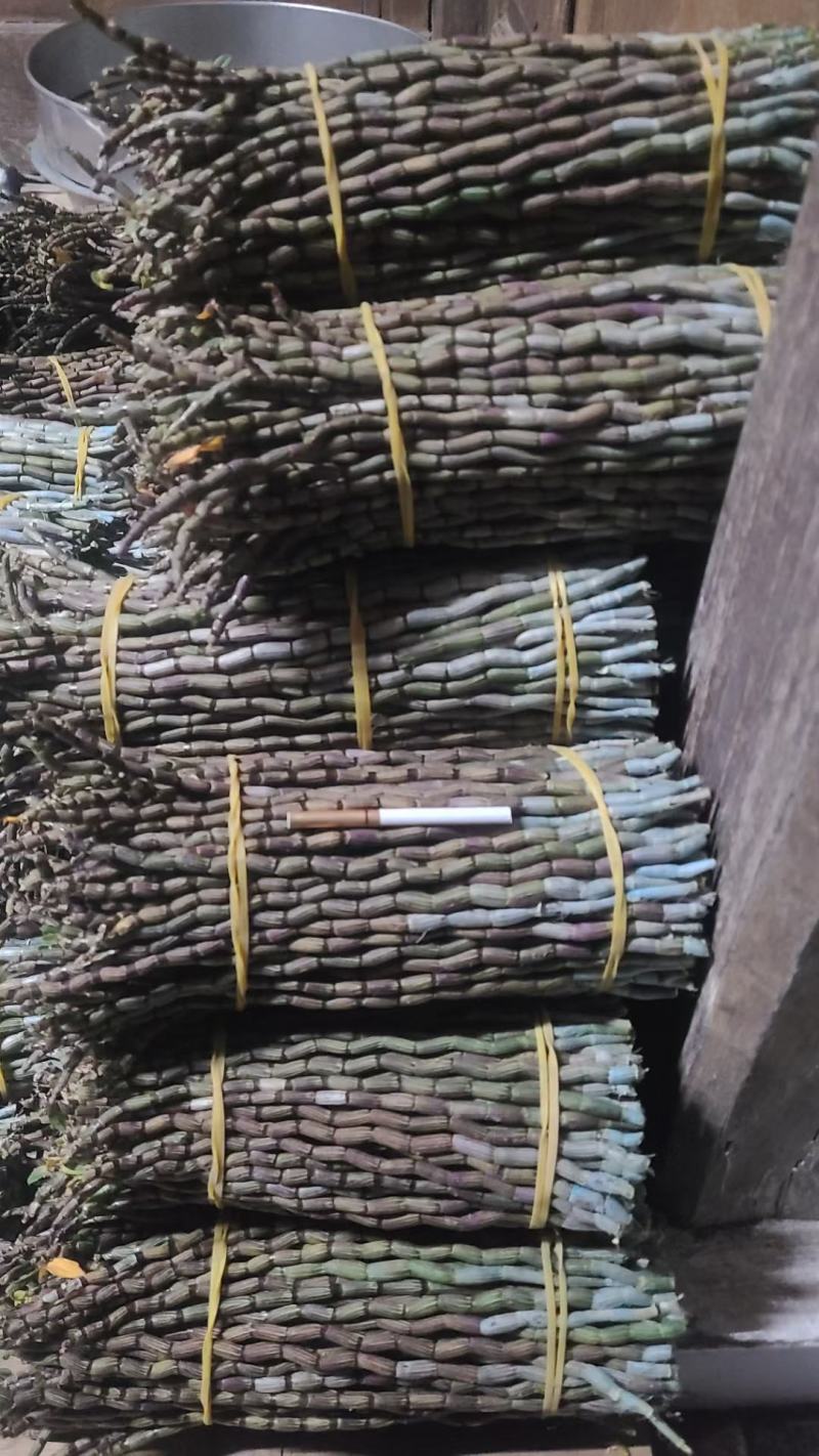 铁皮石斛，6号品种鲜条，基地直销，大量批发
