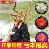 池塘水池大睡莲睡莲根块水培植物水生根块大睡莲花根