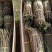 铁皮石斛，6号品种鲜条，基地直销，大量批发