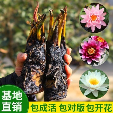 池塘水池大睡莲睡莲根块水培植物水生根块大睡莲花根