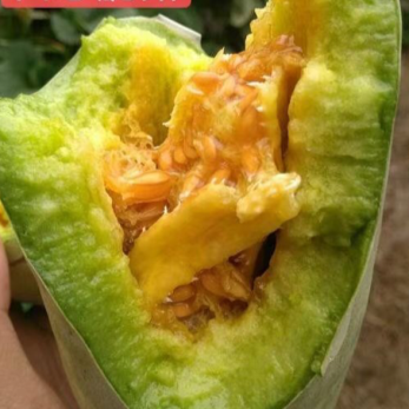 羊角蜜甜瓜，山东潍坊羊角蜜甜瓜产地直供保质量