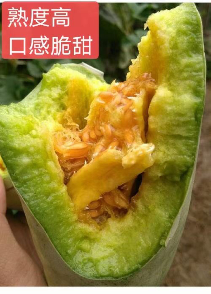 羊角蜜甜瓜，山东潍坊羊角蜜甜瓜产地直供保质量
