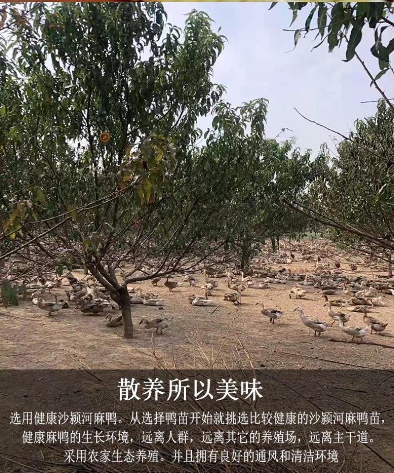 熟咸鸭蛋～烤鸭蛋