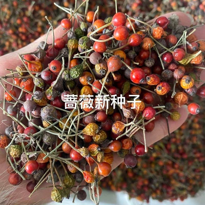 蔷薇种子多花蔷薇爬藤四季播种不断开花绿植盆栽花卉赛月季种