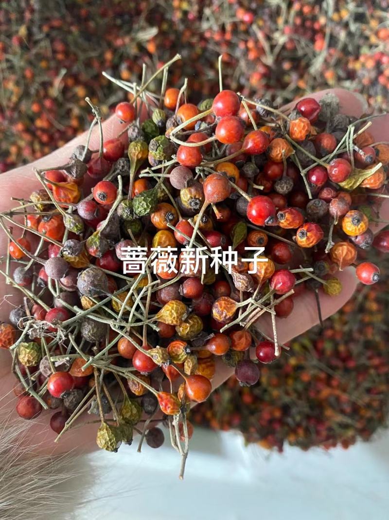 蔷薇种子多花蔷薇爬藤四季播种不断开花绿植盆栽花卉赛月季种