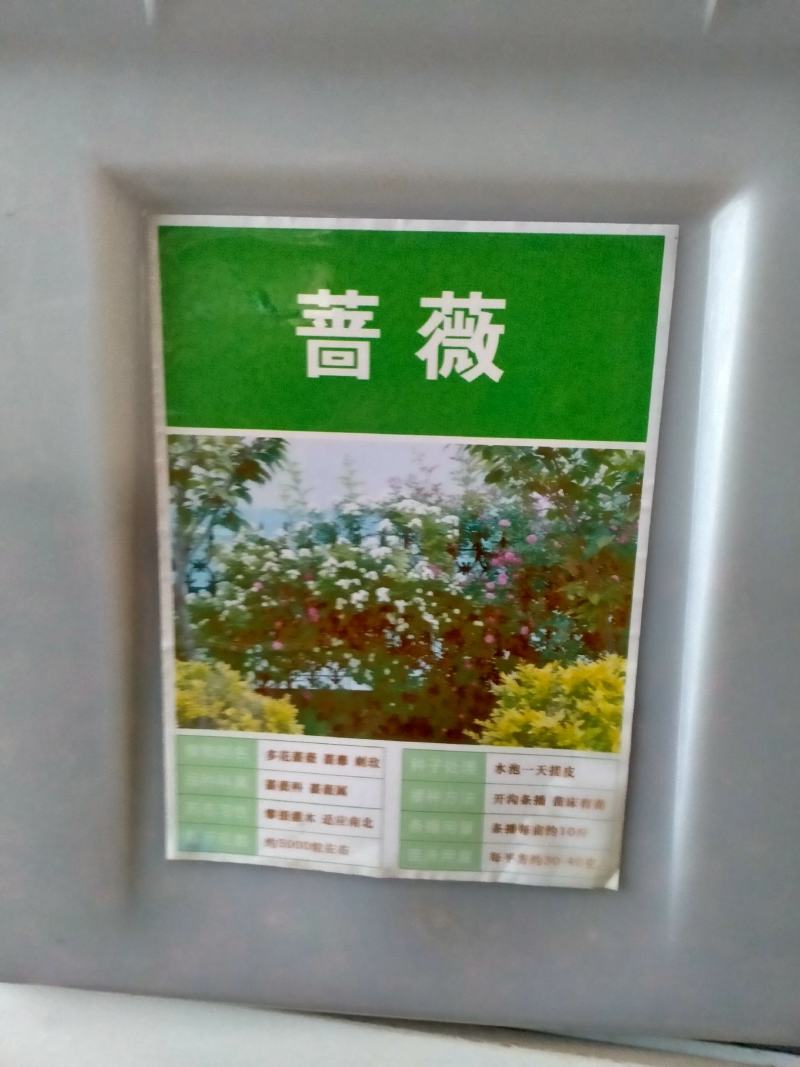 蔷薇种子多花蔷薇爬藤四季播种不断开花绿植盆栽花卉赛月季种