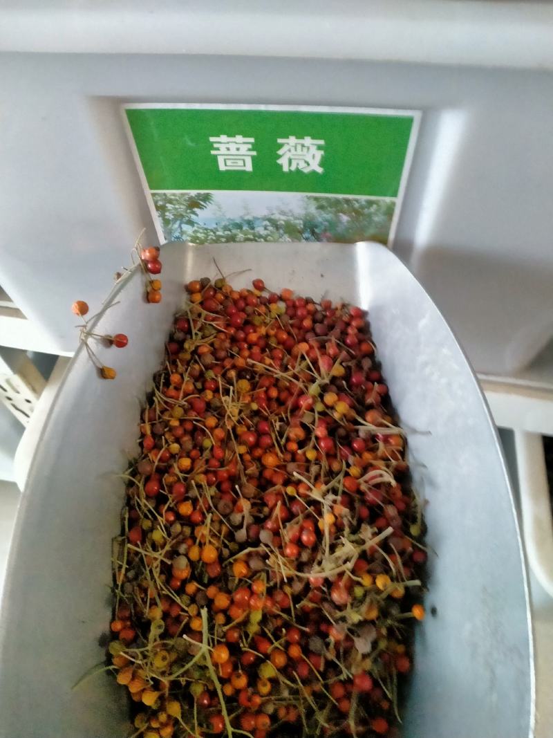 蔷薇种子多花蔷薇爬藤四季播种不断开花绿植盆栽花卉赛月季种