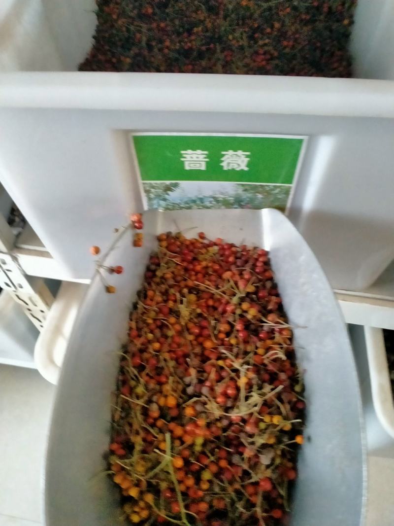 蔷薇种子多花蔷薇爬藤四季播种不断开花绿植盆栽花卉赛月季种