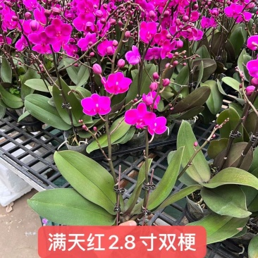 满天红2.8寸双梗单梗高度35-40公分