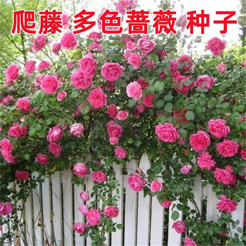 蔷薇种子多花蔷薇爬藤四季播种不断开花绿植盆栽花卉赛月季种