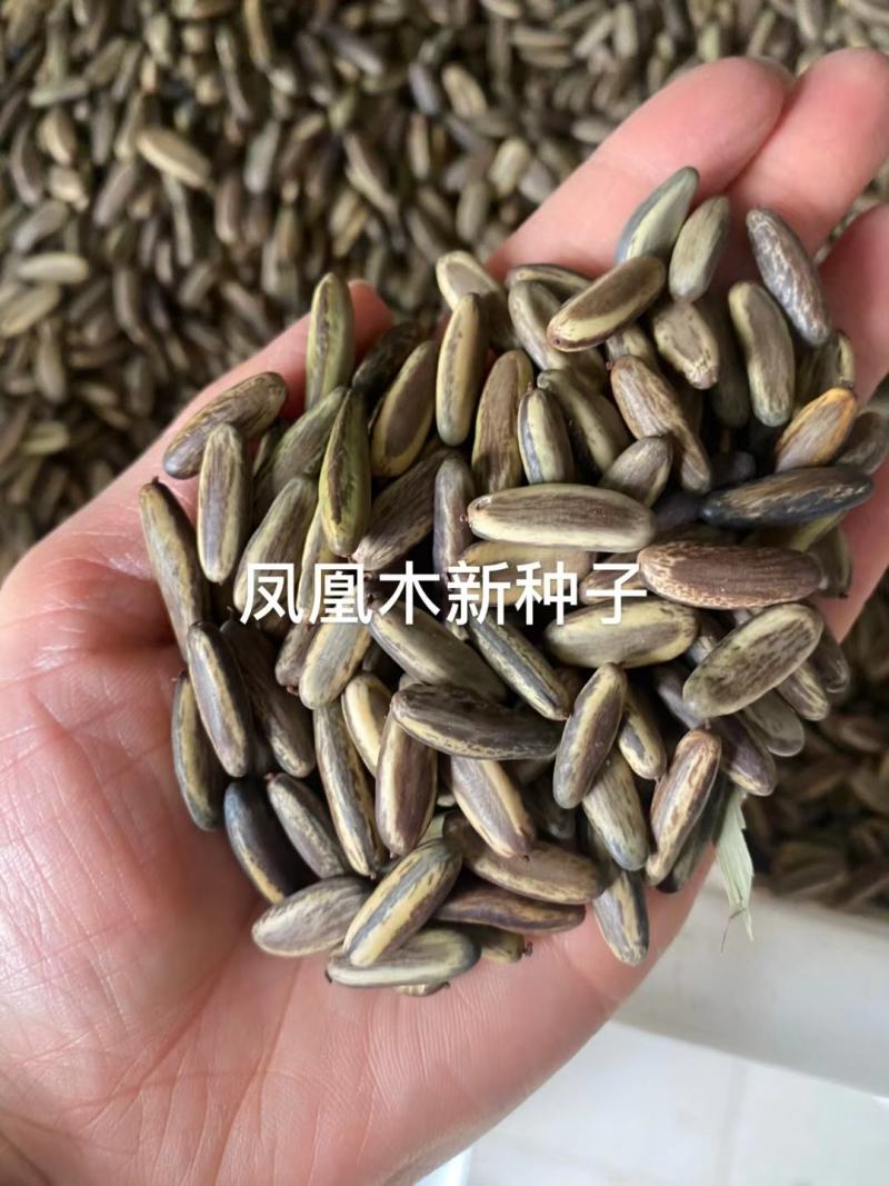 凤凰木树种子包邮红花楹树种子开红花树火树影树金凤景观绿化