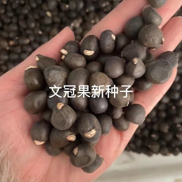 优质新货新采文冠果种子净籽特价种子文冠果纯度好
