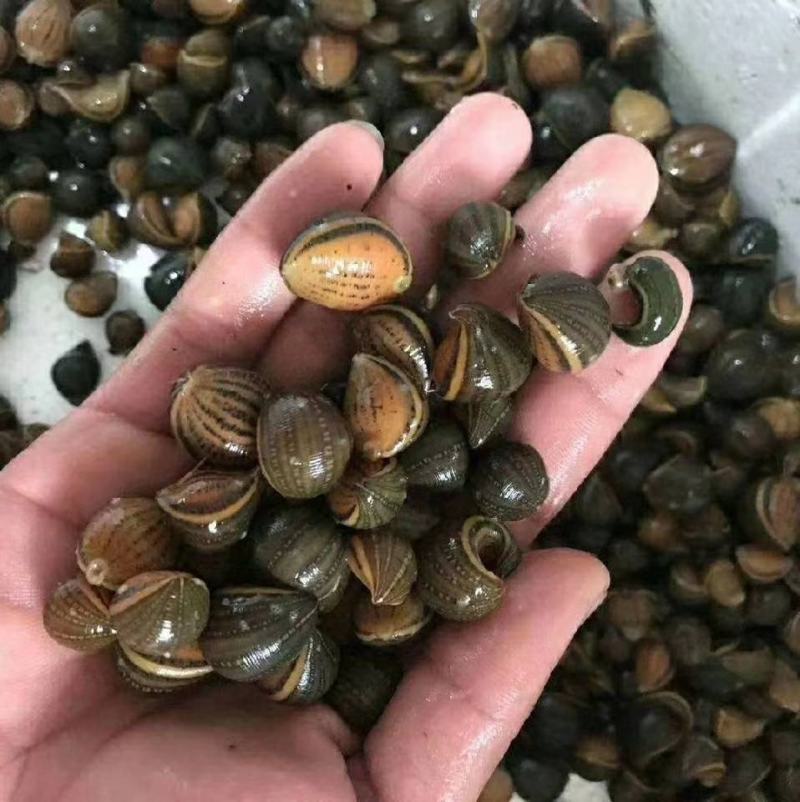 专业养殖水蛭蚂蟥，宽体金线蛭，中期跟踪养殖，回收成品