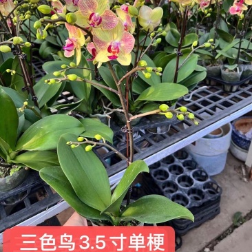 品质三色鸟单梗双梗3.5寸蝴蝶兰盆花