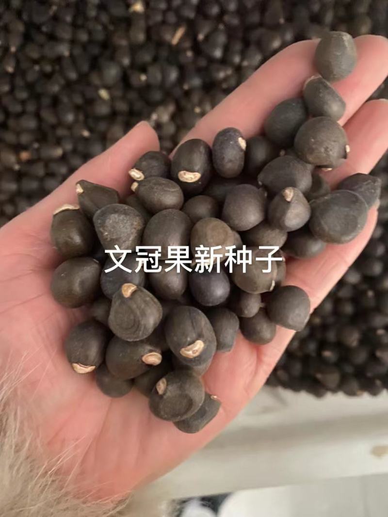 优质新货新采文冠果种子净籽特价种子文冠果纯度好