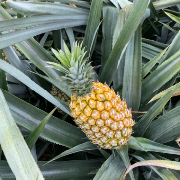 云南河口香水菠萝，口感香甜