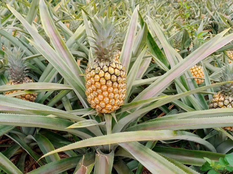 云南河口香水菠萝，口感香甜
