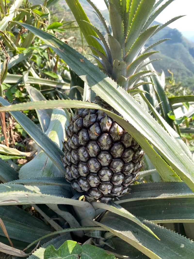 云南河口香水菠萝，口感香甜