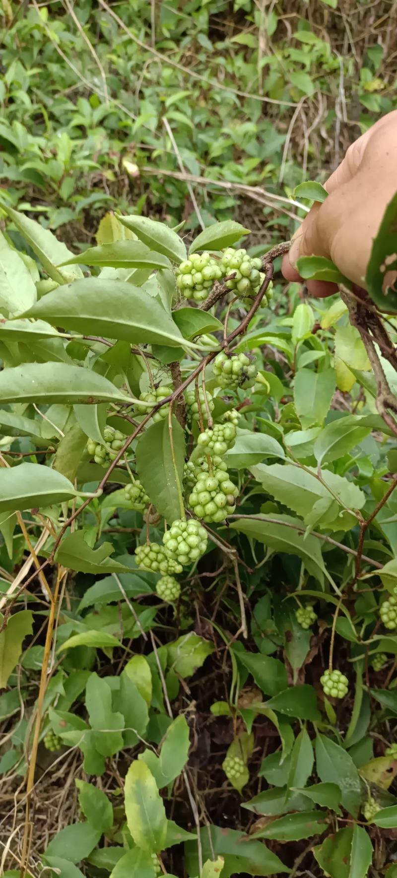 包邮山里的五香血藤，小血藤，有大有小，下单现采现发。