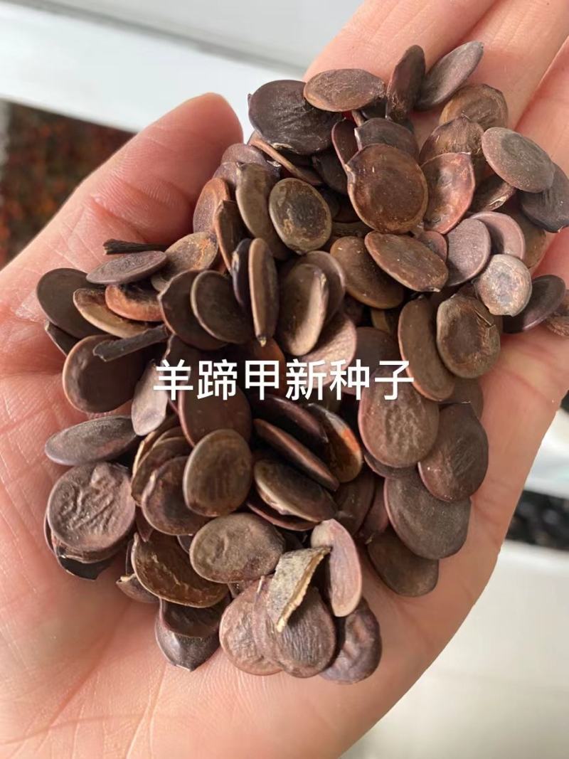 羊蹄甲种子红花羊蹄甲种子羊蹄甲树苗树种别名洋紫荆