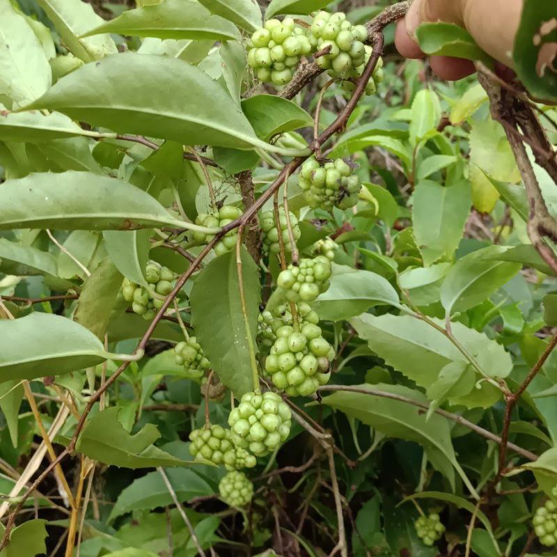包邮山里的五香血藤，小血藤，有大有小，下单现采现发。