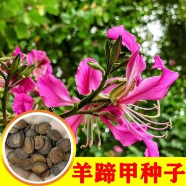 羊蹄甲种子红花羊蹄甲种子羊蹄甲树苗树种别名洋紫荆