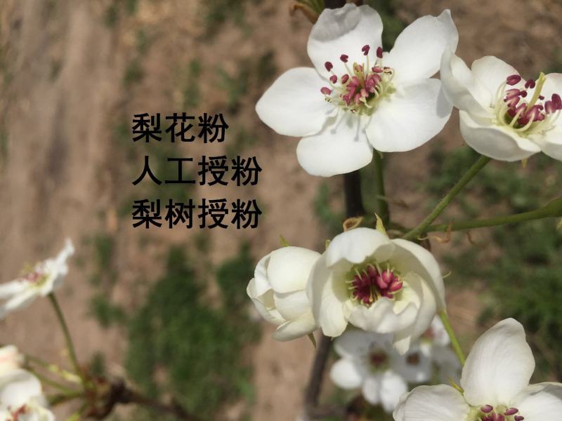 梨区供应优质梨花粉，库尔勒香梨专用，代加工梨花粉制作