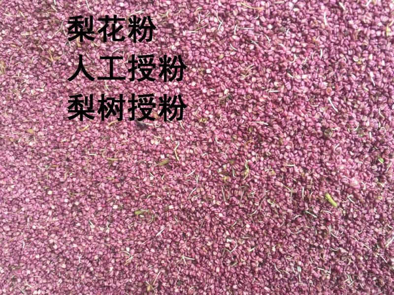 梨区供应优质梨花粉，库尔勒香梨专用，代加工梨花粉制作