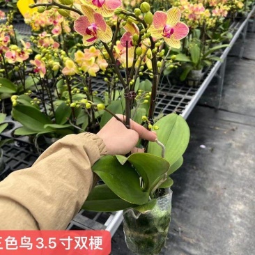 品质三色鸟双梗3.5寸蝴蝶兰品种齐全拿图询价