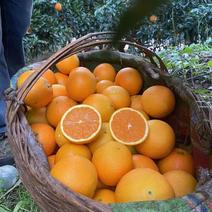 赣南脐橙橙子产地直销看货采摘保质保量欢迎订购