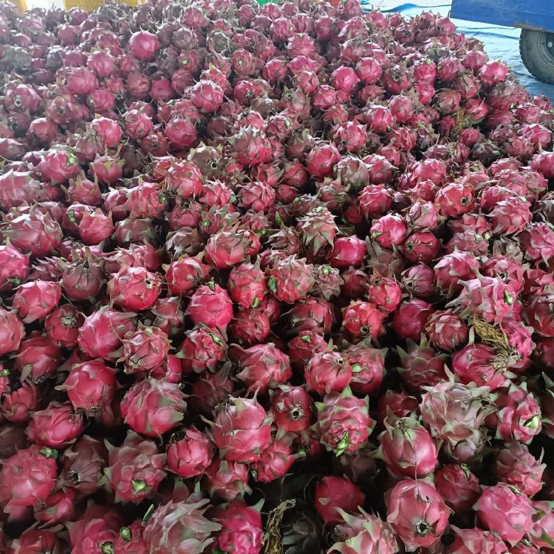 专业火龙果代收代购资源广阔大量有货。