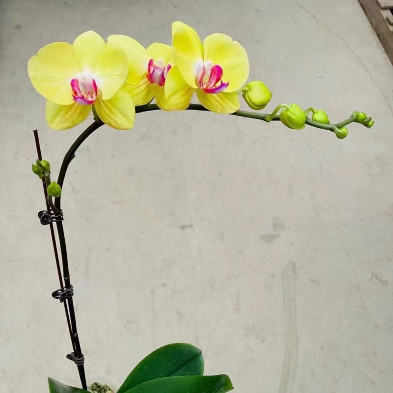 富乐夕阳3.5寸单梗蝴蝶兰盆花