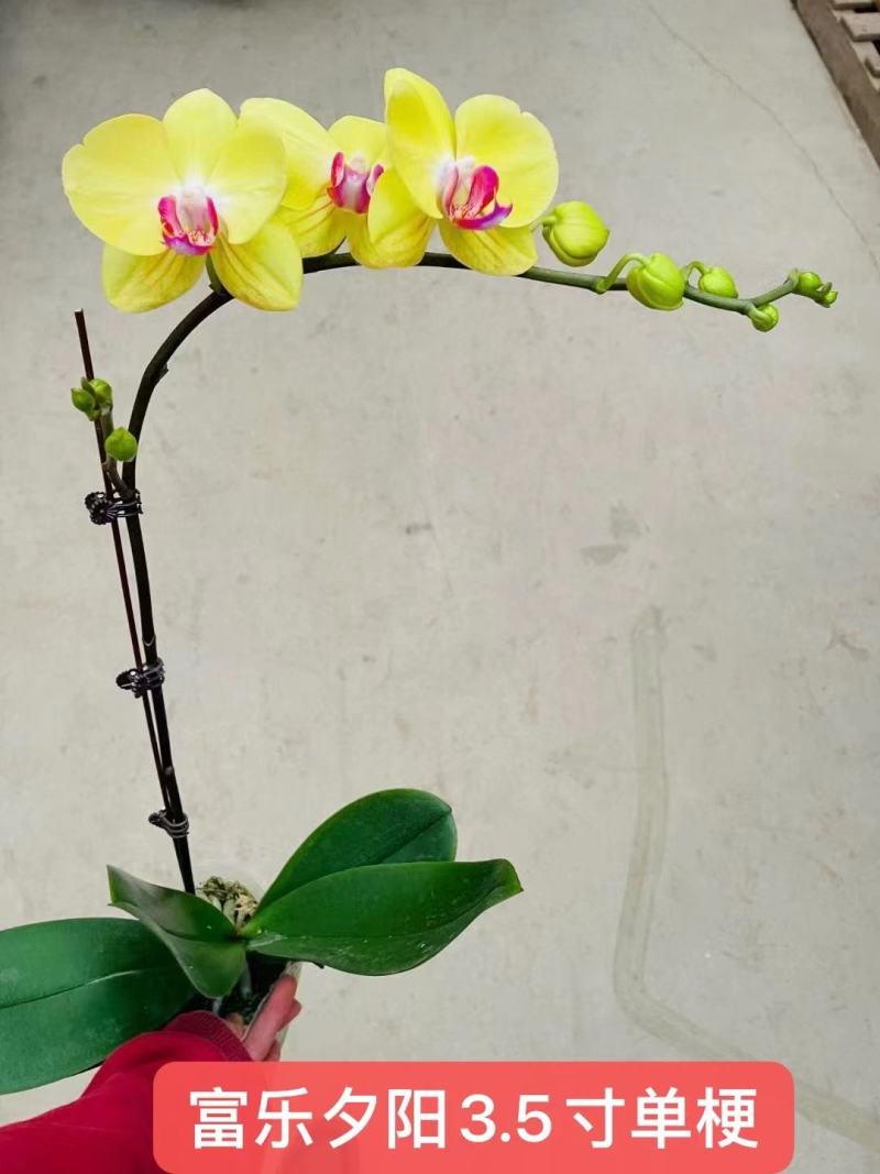 富乐夕阳3.5寸单梗蝴蝶兰盆花