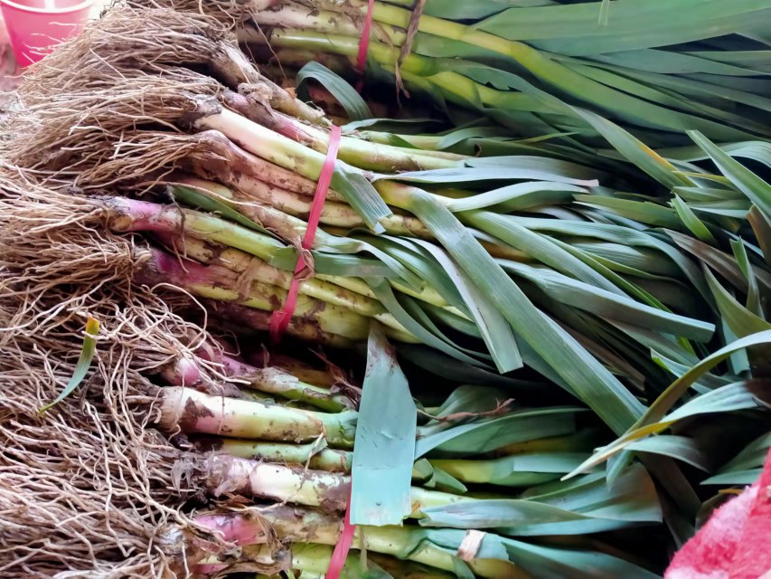 鱼腥草根在湿润的田间自然生长,叶片翠绿,根部肥厚,展现出优质农产品的生长环境 鱼腥草根田间种植实景