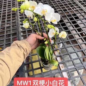 小白花双梗蝴蝶兰盆花品种齐全