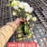 小白花双梗蝴蝶兰盆花品种齐全