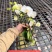 小白花双梗蝴蝶兰盆花品种齐全