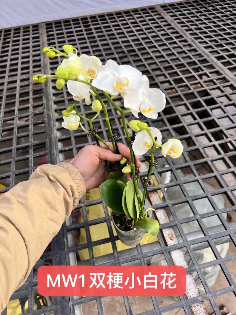 小白花双梗蝴蝶兰盆花品种齐全