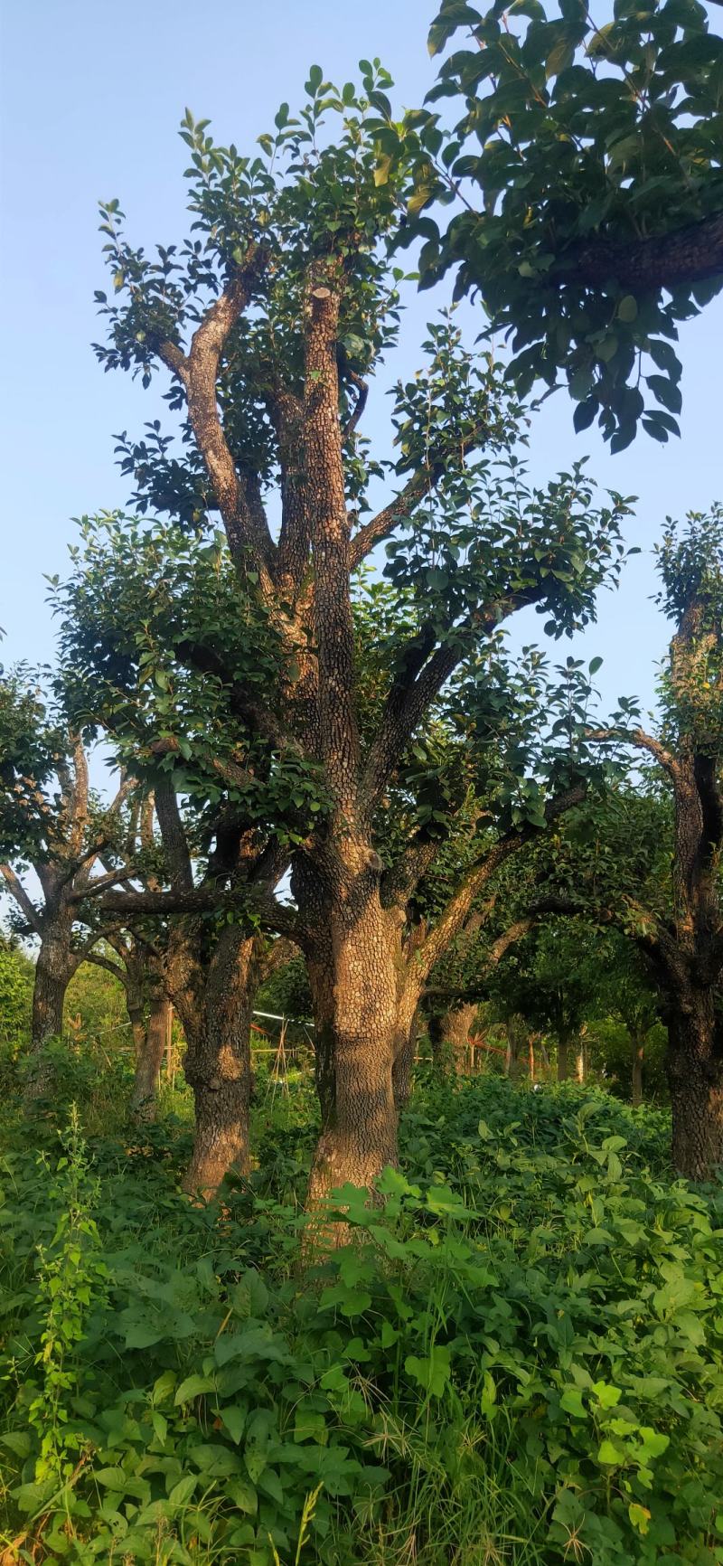 柿子树35公分